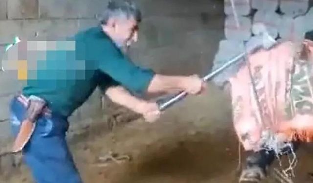 Boğayı balyozla başına vurarak öldüren şahıs gözaltına alındı