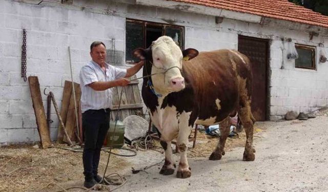 Tosun 'Paşa' 210 bin TL'ye satıldı