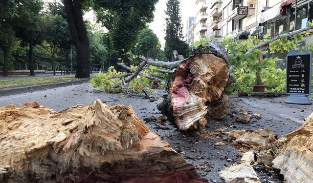 Bursa'da çınar ağacı yola devrildi