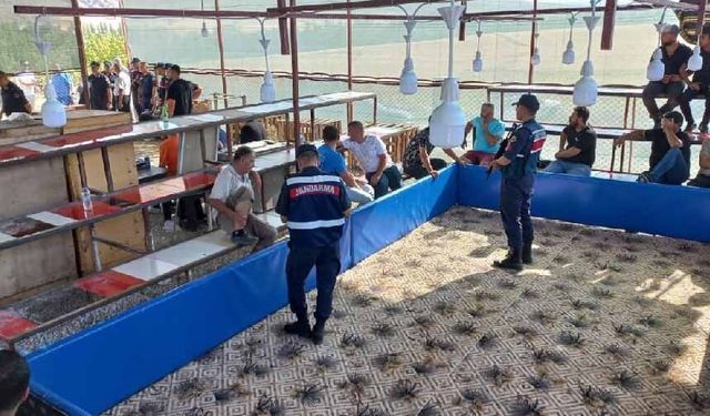 Horoz dövüştüren 71 kişi gözaltına alındı