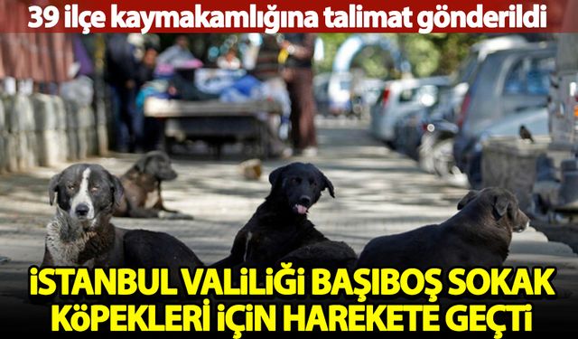 Vali Gül  39 ilçe kaymakamlığına talimat gönderdi: Başıboş sokak köpekleri toplanacak