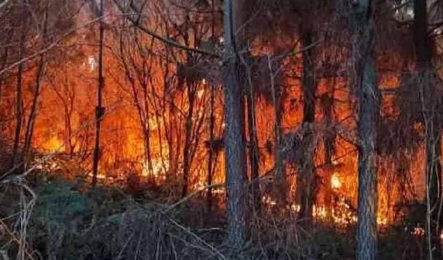 Sakarya'da ormanlık alanda yangın çıktı