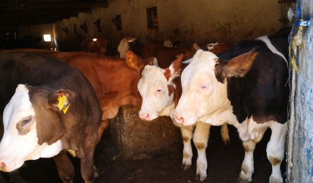 Sungurlu'da şap karantinası başlatıldı