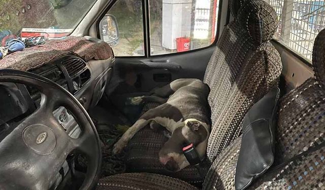 Pitbull cinsi köpek kamyoneti rehin aldı! Sürücü 6 saat yardım bekledi