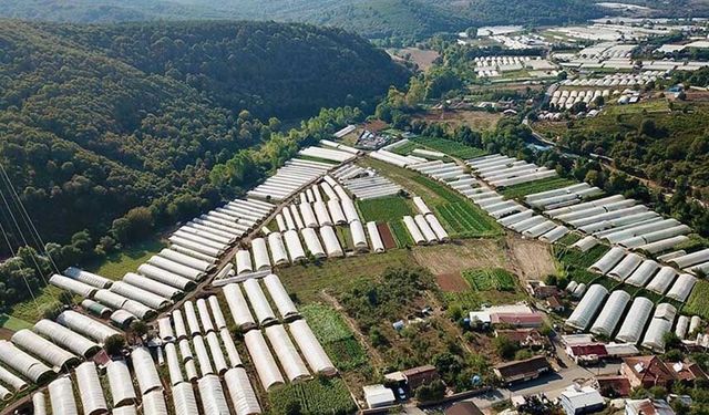 Gebze'deki seralar 2 bin kişiye istihdam sağlıyor