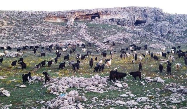Mersin'de, keçi otlatan çobana 728 bin liralık ceza!