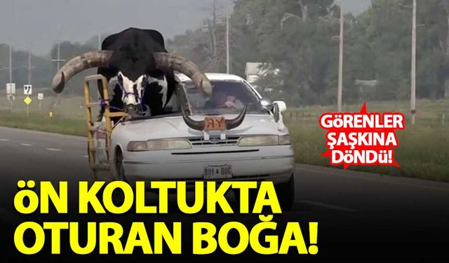 Ön koltukta oturan boğanın keyfini polis kaçırdı