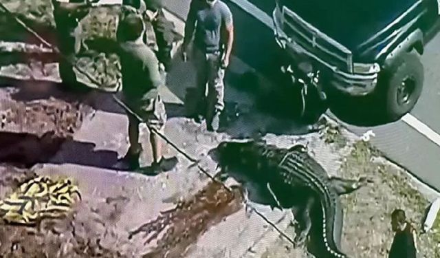 Timsah ağzında insan cesediyle sokaklarda dolaştı