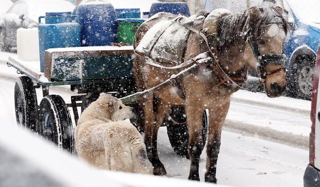 Erzurum ve Ardahan il merkezi ile Kars'ın yüksekleri karla kaplandı