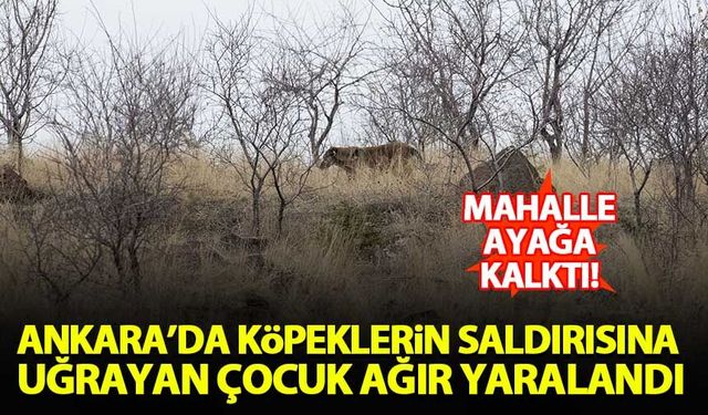 Ankara'da köpeklerin saldırısına uğrayan çocuk ağır yaralandı!