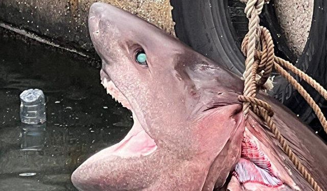 Mersin'de kıyıya vurdu: 4,1 metre boyunda ve 400 kg ağırlığında