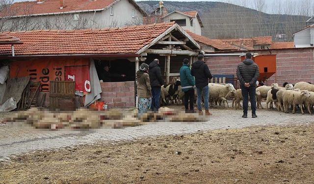 Kütahya'da başıboş köpekler 20 küçükbaş hayvanı telef etti