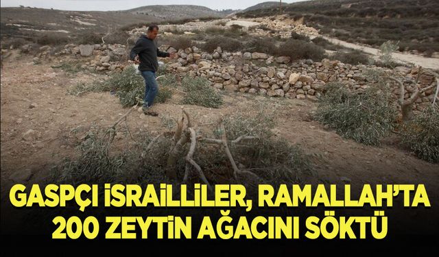 Gaspçı İsrailliler, Ramallah kentinde 200 zeytin ağacını söktü