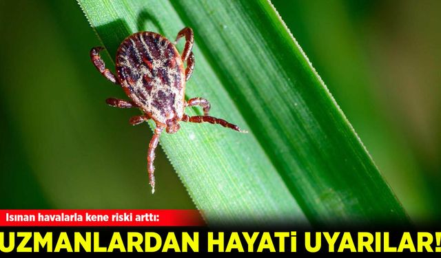 Isınan havalarla kene riski arttı: Uzmanlardan hayati uyarılar