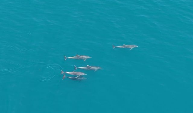 Karadeniz'de sürü halinde yüzen yunuslar dronla görüntülendi