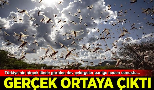 Türkiye'yi korkutan dev çekirgelerle ilgili gerçek ortaya çıktı