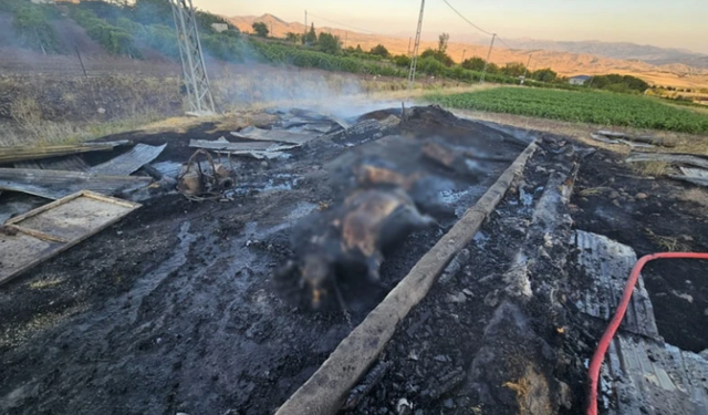 Elazığ'da ahır yangını: 10 gün önce aldıkları 3 inek telef oldu