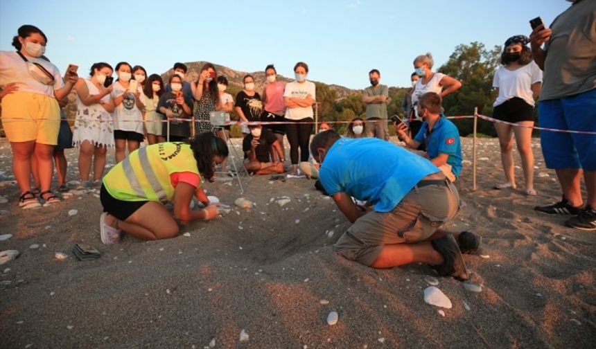 Antalya'da caretta caretta yavruları denizle buluşmaya başladı