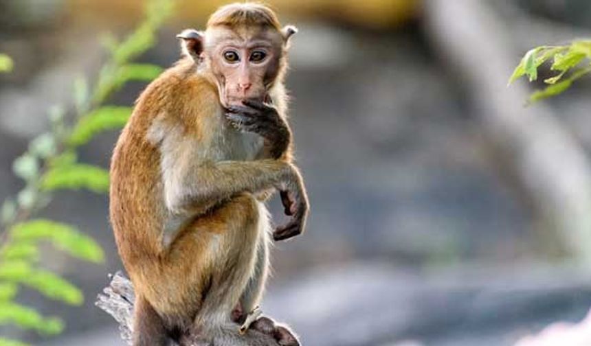 Çin'de ortaya çıkan Maymun B Virüsü nedir?