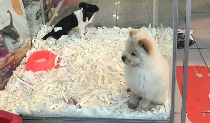 Pet shop'larda hayvan satışı resmen yasaklandı! 7 ay kaldı...