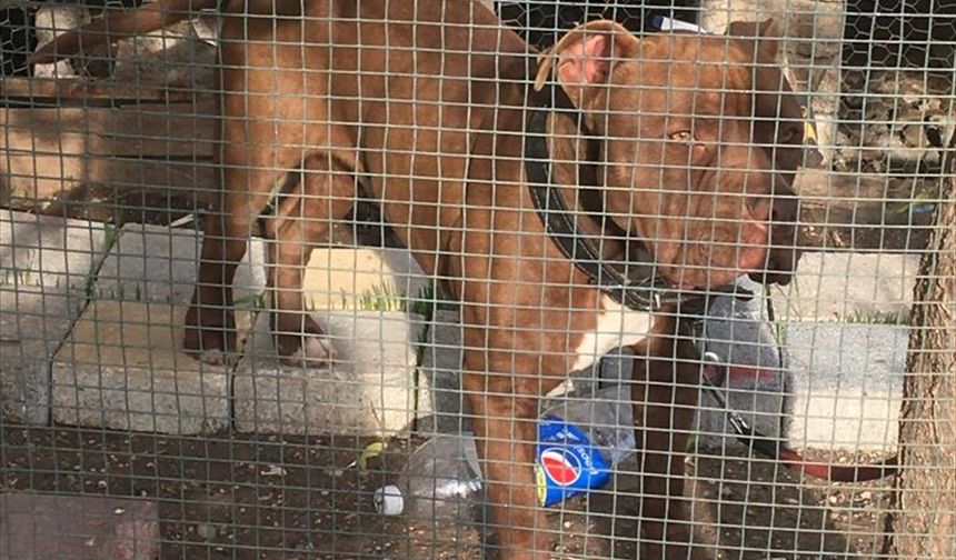Adana'da yasaklı ırk 70 köpek barınağa yerleştirildi