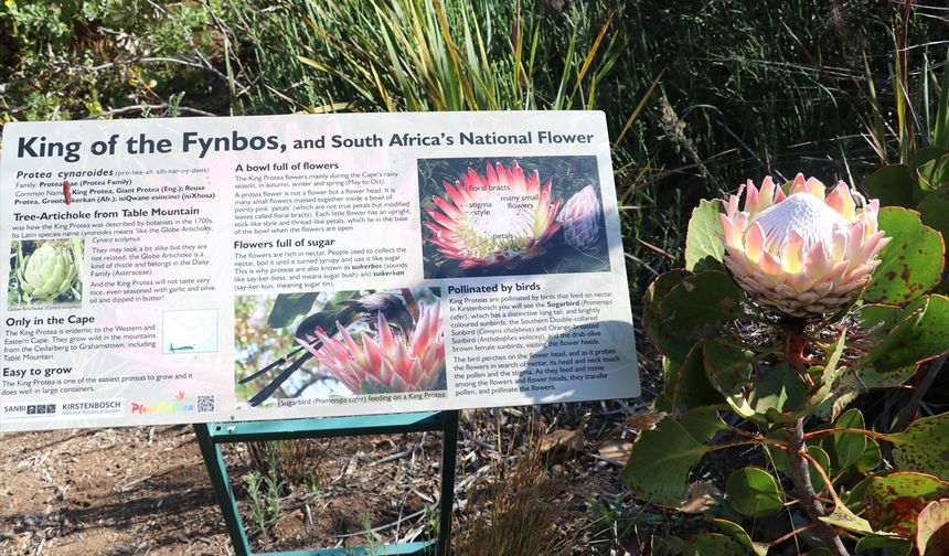Dünyanın en zengin bitki çeşitliliğine sahip bölgelerinden biri: Cape Flora Krallığı