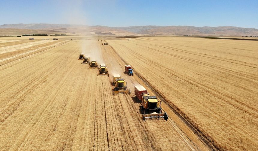 Muş'ta çiftçiye tohum desteği: 350 çiftçiye 278 ton tohum dağıtıldı