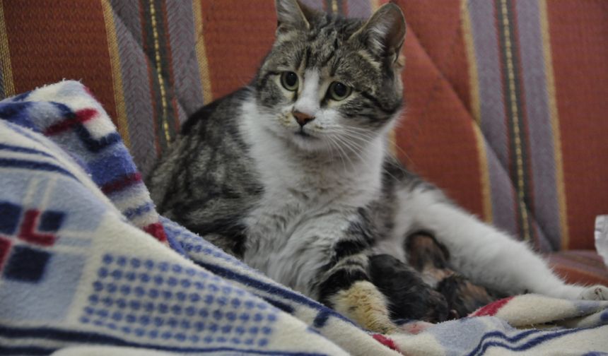 Doğum sancısı çeken kedi sağlık merkezine gidip doğum yaptı