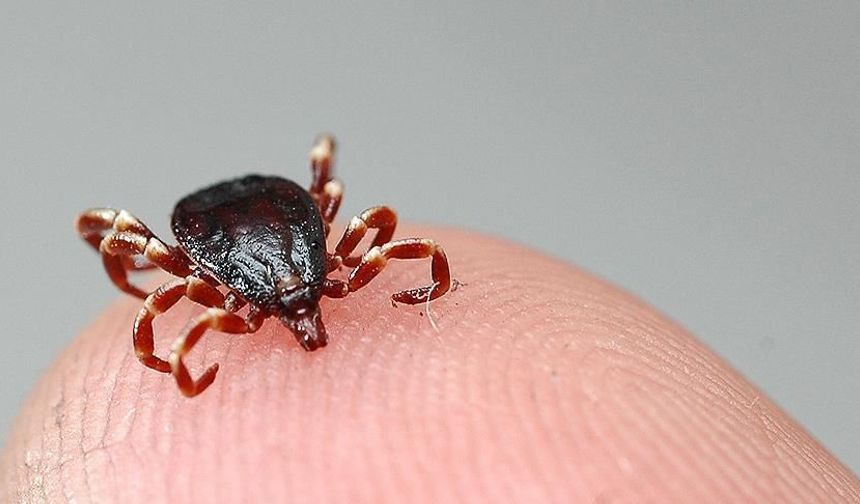 Sivas'ta kene vakaları! 8 kişiye tanı koyuldu bir kişi hayatını kaybetti