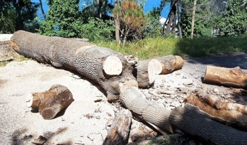 İBB, Emirgan'da 54 ağacı izinsiz kesti!