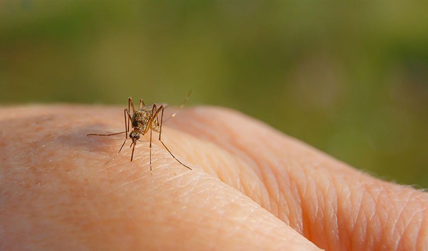 Sağlık Bakanlığı yayınladı! İşte madde madde sivrisinekten korunma rehberi