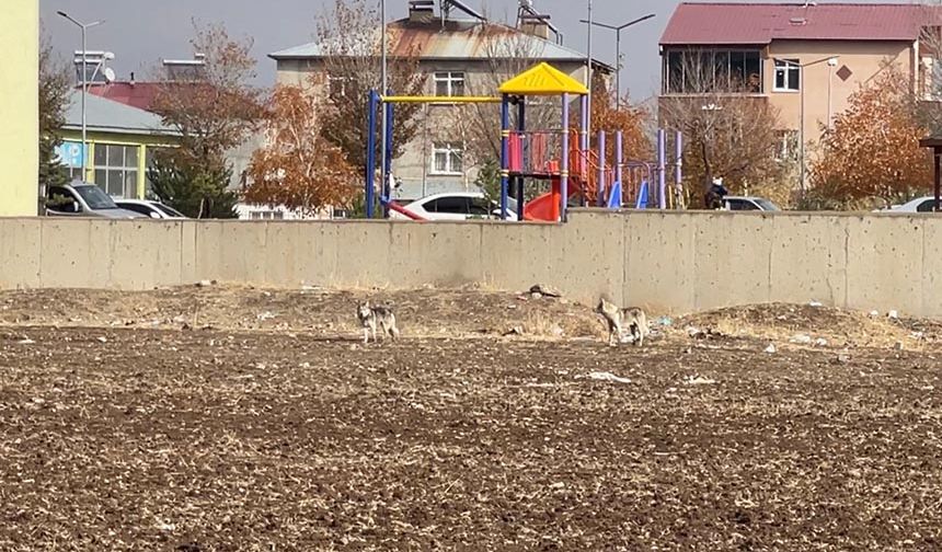 Erzurum'da aç kalan iki kurt ilçe merkezine indi