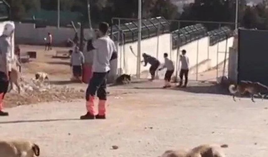  Konya'da barınaktaki hayvanları telef eden zanlıların ifadesine ulaşıldı