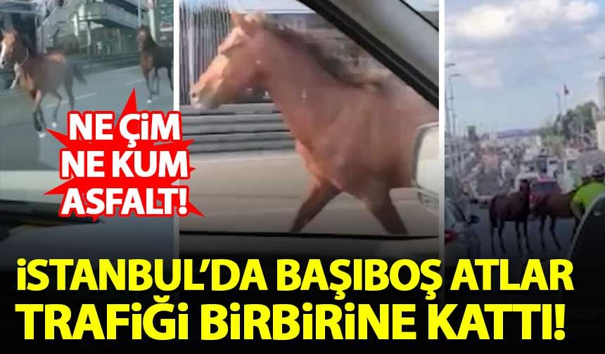 İstanbul'da başıboş atlar otobanda trafiği birbirine kattı