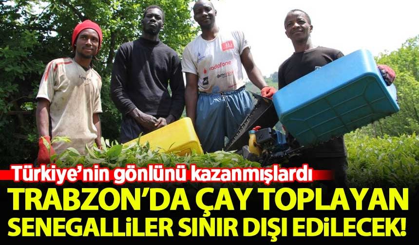 Trabzon'da çay toplayan Senegalliler sınır dışı edilecek! Türkiye'nin sevgisini kazanmışlardı...