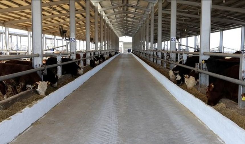 Elazığ'da 'şap' vakası: 10 kilometre çapında karantina başladı