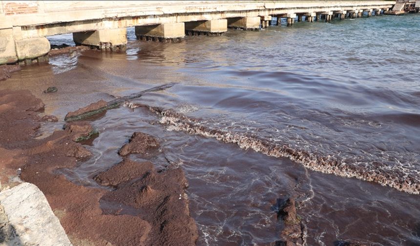 Tekirdağ'da sahilin bir kısmı kırmızı yosunla kaplandı