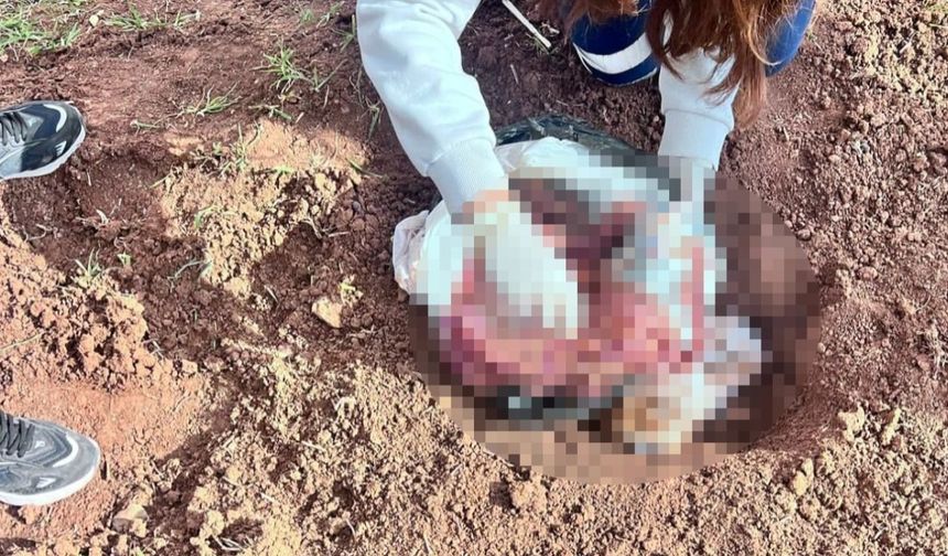 Şırnak'ta dehşet olay: Market poşetinden bebek cesedi çıktı