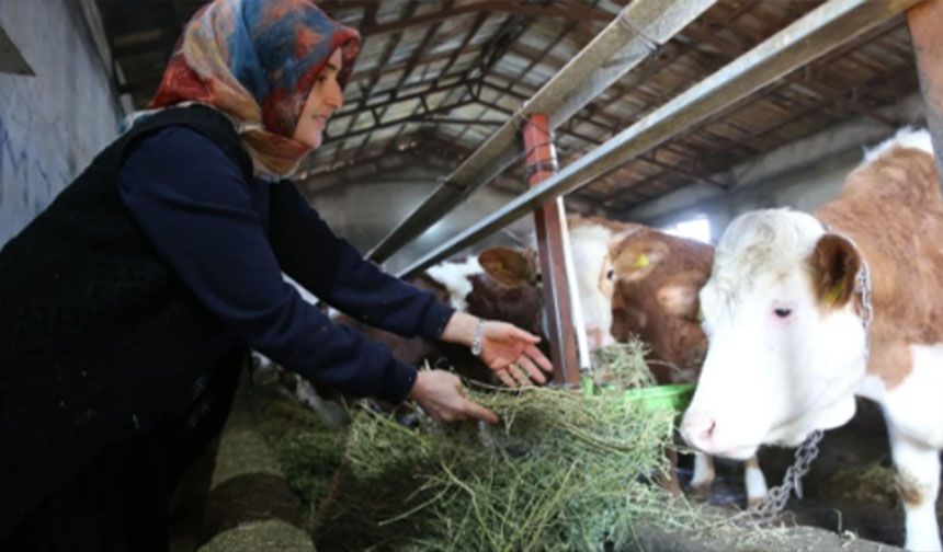 Bitlis'te kadın üretici hayvan sayısının 2 yılda 6'ya çıkardı