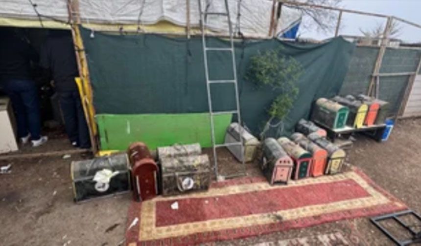 Tekirdağ'da horoz dövüşü operasyonu: 29 kişi yakalandı