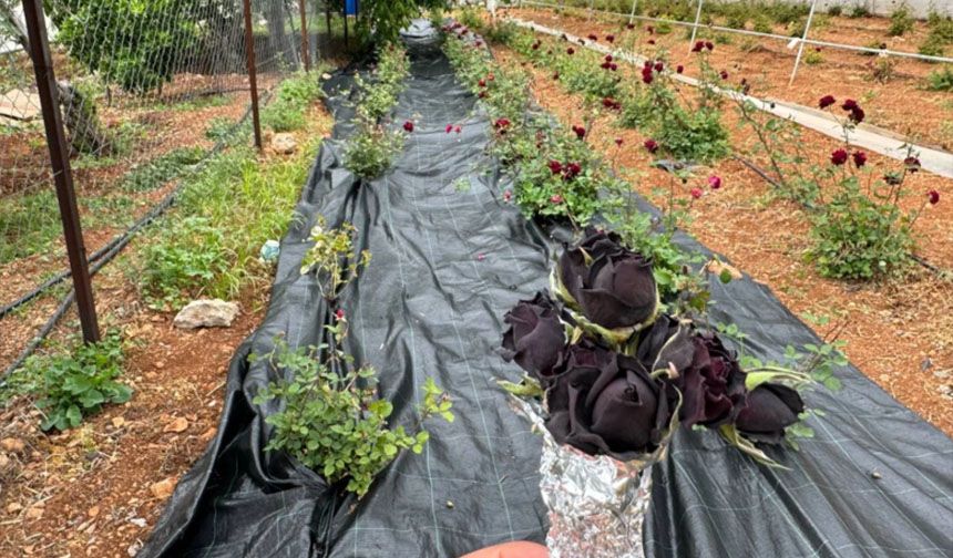 Şanlıurfa'da karagül hasadı başladı