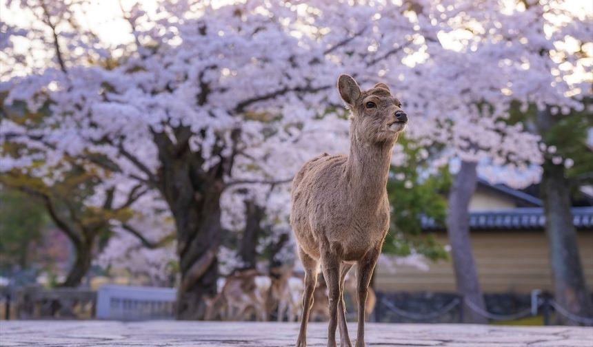 Japonya’nın tarihi Nara Parkı