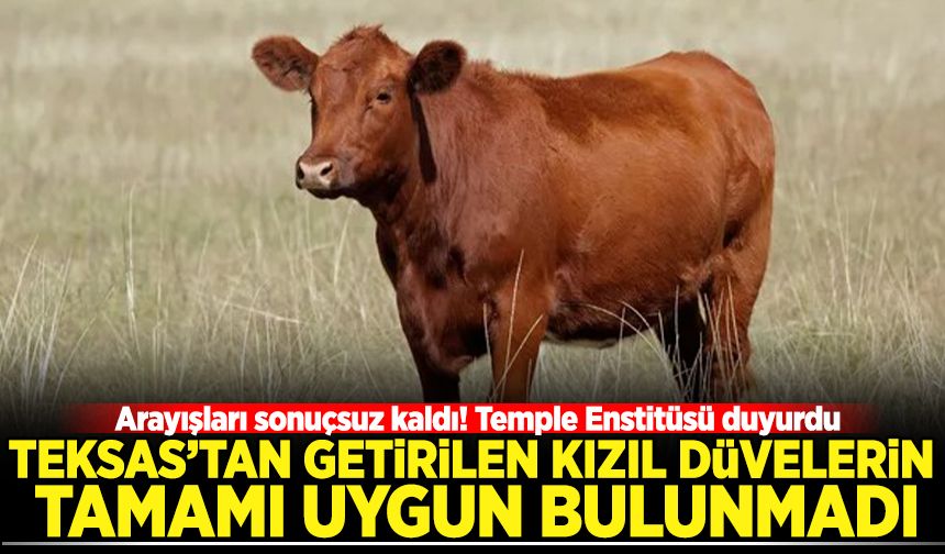Temple Enstitüsü duyurdu: Teksas'tan getirilen Kızıl Düvelerin tamamı uygun bulunmadı
