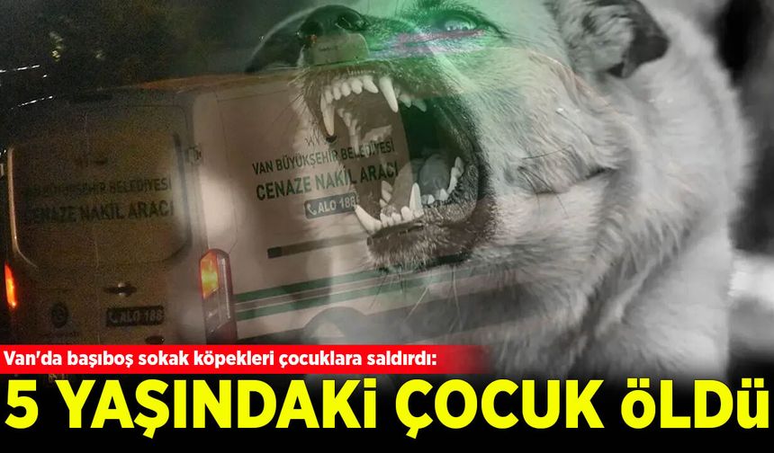 Van'da başıboş sokak köpekleri çocuklara saldırdı: 5 yaşındaki Hamza öldü