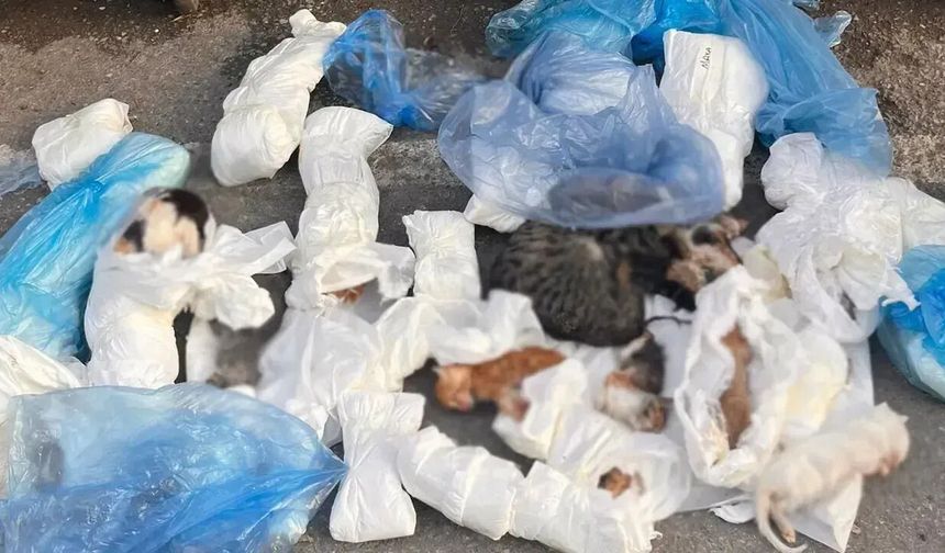 İzmir'de kedi katliamı; 33 kedi ölü bulundu!