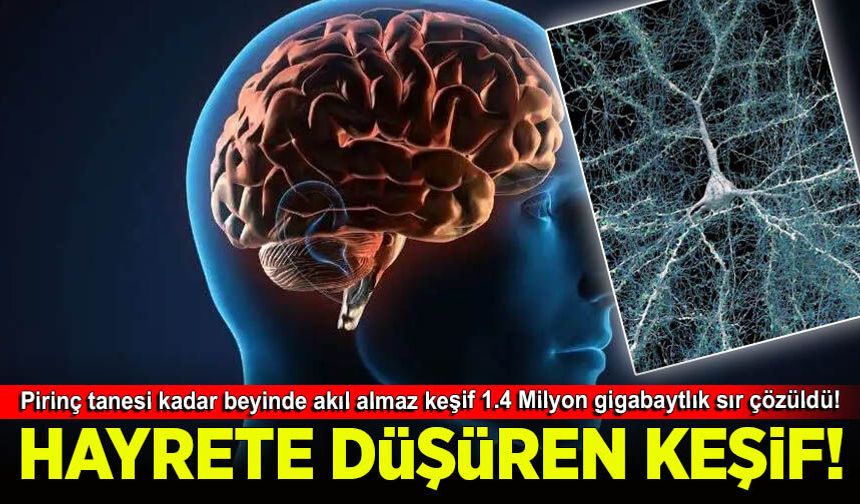 Pirinç tanesi kadar beyinde akıl almaz keşif 1.4 Milyon gigabaytlık sır çözüldü!