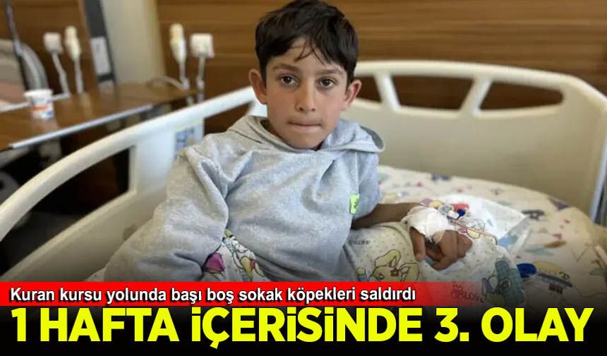 Van'da bir hafta arayla 3'üncü köpek saldırısı: Yasa var, uygulayan yok…