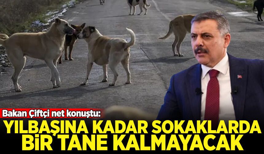Bakan Çiftçi net konuştu: Yılbaşına kadar sokaklarda bir tane kalmayacak