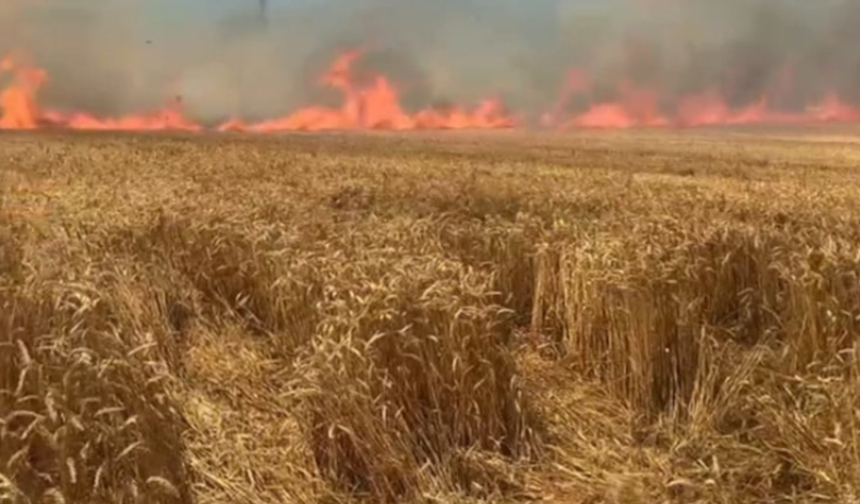 Tekirdağ'da 100 dekar buğday ekili alan kül oldu