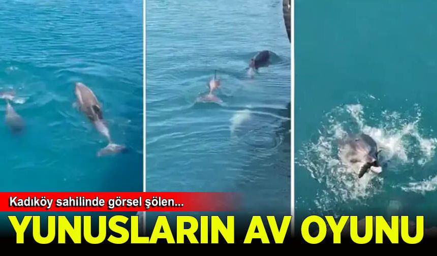 Kadıköy'de iskele yakınında balık avlayan yunuslar
